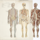 Illustration for article titled 29 Anatomical Models That Will Haunt Your Dreams Tonight